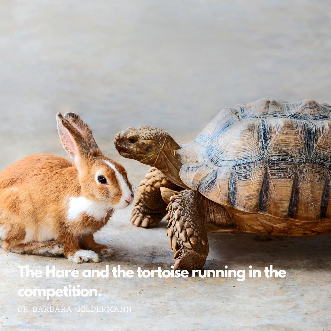 Der Hase und die Schildkröte laufen um die Wette